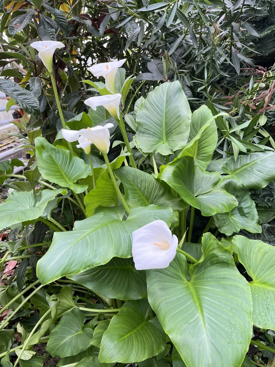 Сотрудники и студенты кафедры «Гидромелиорация, природообустройство и строительство в АПК» посетили с экскурсией УНУ «Фитотронно-тепличный интеллектуальный комплекс» Фото 10 Сотрудники и студенты кафедры «Гидромелиорация, природообустройство и строительство в АПК» посетили с экскурсией УНУ «Фитотронно-тепличный интеллектуальный комплекс» Фото 10