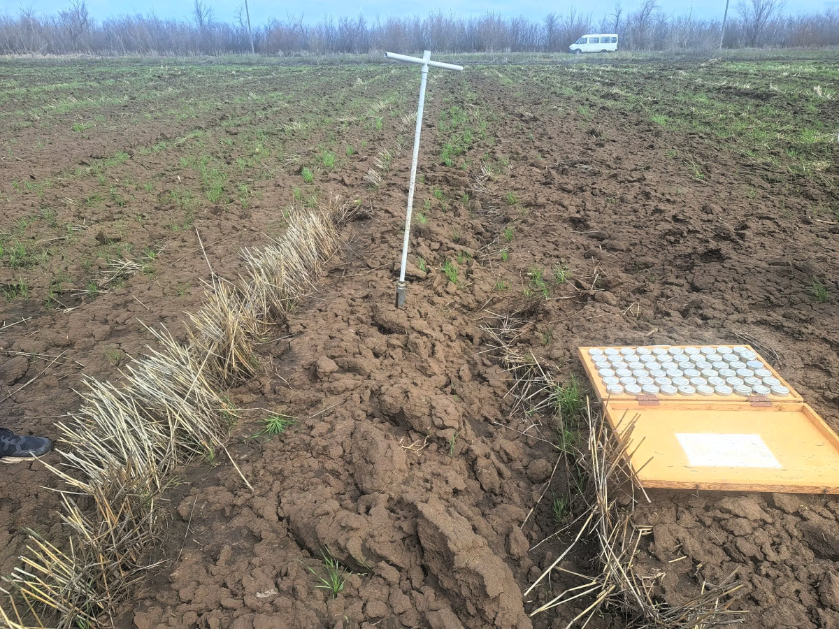 Ученые Вавиловского университета исследуют влагосберегающие технологии на полях УНПО «Поволжье» Фото 4