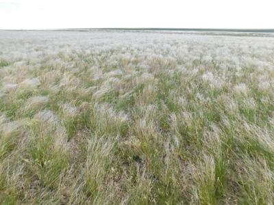 Мониторинг геоботанических исследований на ООПТ «Куриловская тюльпанная степь» в рамках движения научного волонтерства, действующего на кафедре «Ботаника и экология»