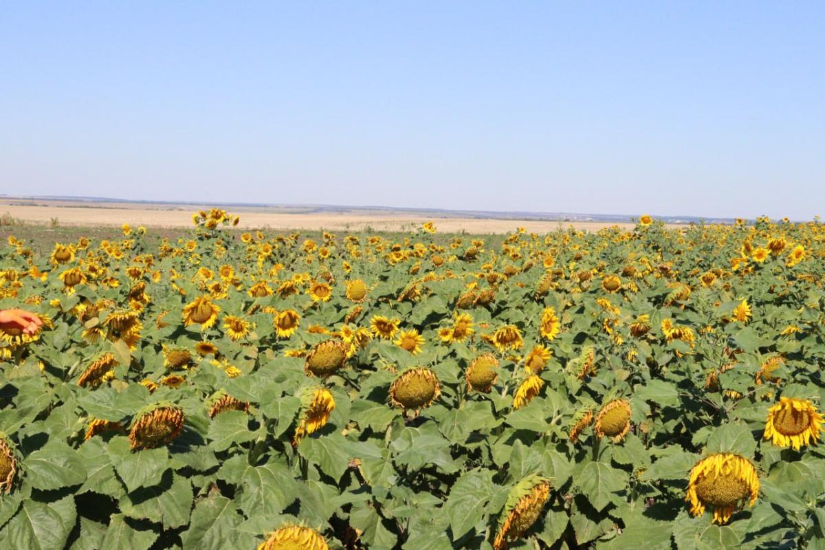 AgroWeed выехал в поле. Фертильная прополка пополнила датасет стартап-проекта. Фото 2 AgroWeed выехал в поле. Фертильная прополка пополнила датасет стартап-проекта. Фото 2