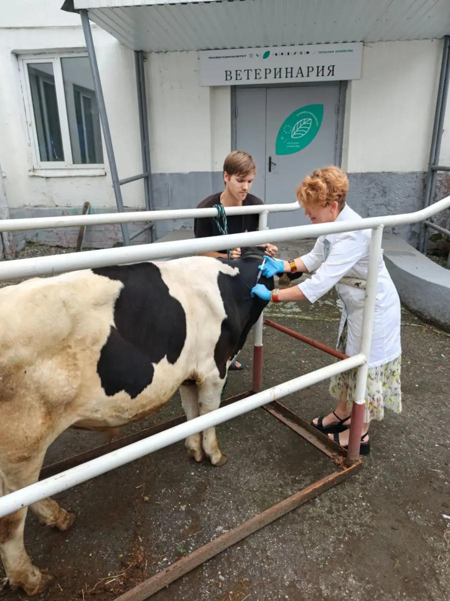 Ученые доказали эффективность российской вакцины против узелкового дерматита КРС Фото 3 Ученые доказали эффективность российской вакцины против узелкового дерматита КРС Фото 3